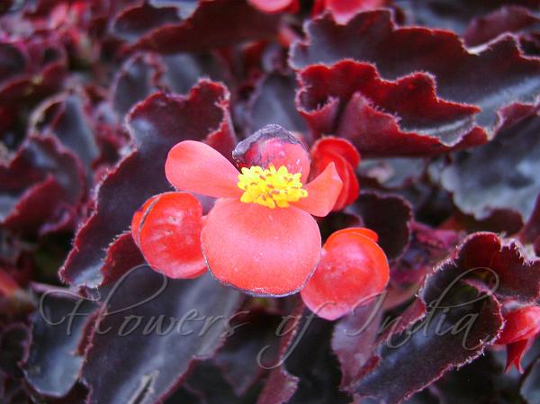 Wax Begonia